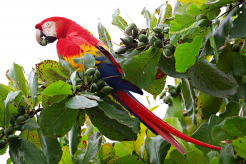 Картинка животные попугаи ветка ара хвост