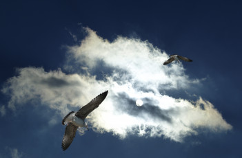 Картинка животные Чайки бакланы крачки небо облака чайки