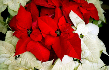 Картинка цветы пуансеттия красный листья белый