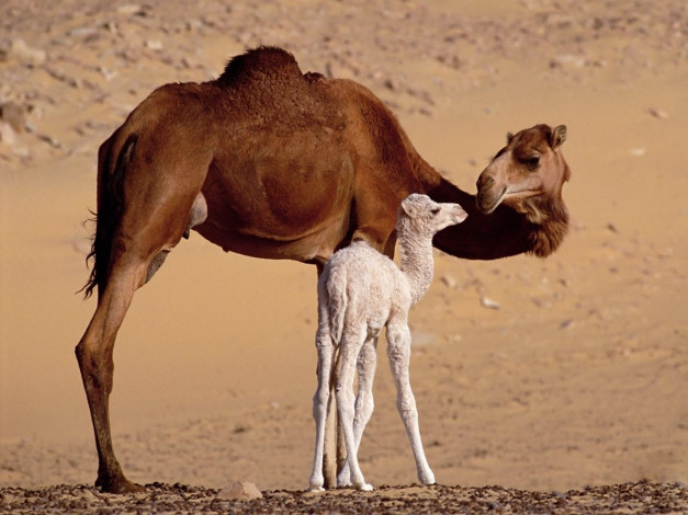 Обои картинки фото time, with, mum, животные, верблюды, семейство, пустыня