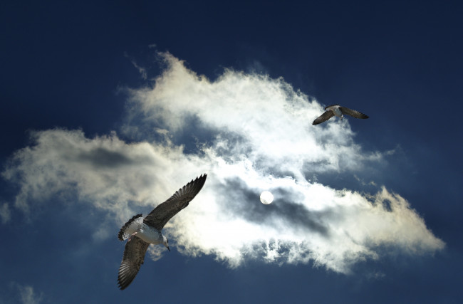 Обои картинки фото животные, Чайки, бакланы, крачки, небо, облака, чайки