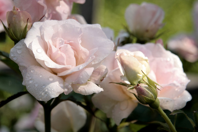 Обои картинки фото цветы, розы, капли, бледно-розовый