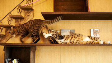 Картинка животные коты котэ захват полки