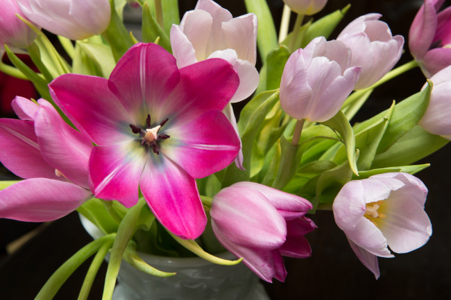 Обои картинки фото цветы, тюльпаны, букет