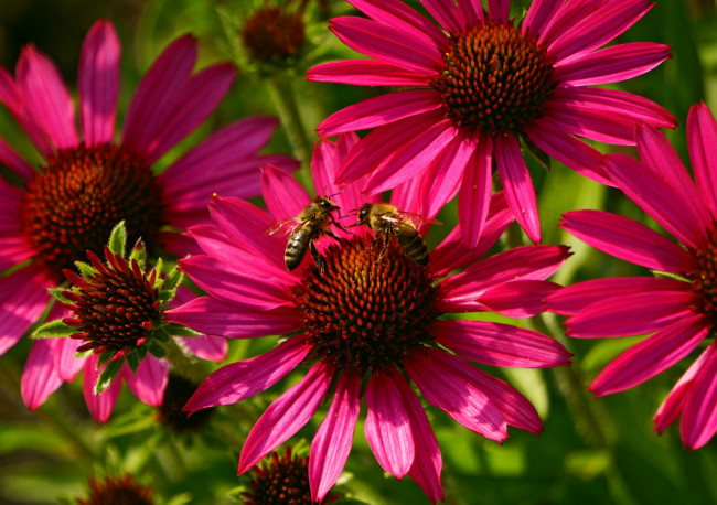 Обои картинки фото цветы, эхинацея, макро, насекомые, пчёлы
