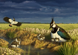 Картинка рисованные животные +птицы птицы выводок ручей птенцы трава