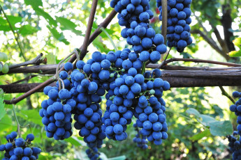 Картинка природа Ягоды +виноград синий лоза