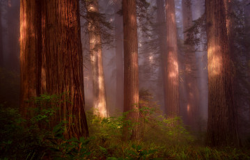 Картинка природа лес дымка секвойя redwood grove северная калифорния сша