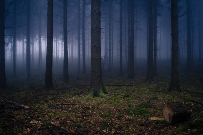 Обои картинки фото природа, лес, деревья, дымка, вильгельмсфельд, германия