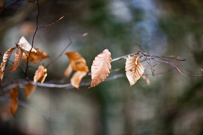 Обои картинки фото природа, листья, осень, макро, ветка