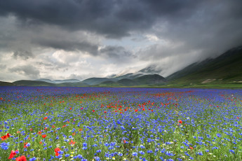 Картинка природа луга цветы долина горы