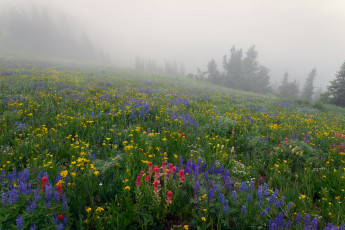 Картинка природа луга лес цветы туман