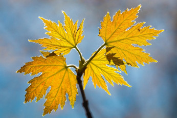 Картинка природа листья насекомое жёлтый осень макро