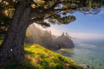 Картинка природа побережье деревья скалы камни море