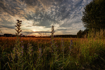 Картинка природа восходы закаты поле цветы рассвет