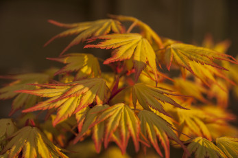 Картинка природа листья осень оранжевые
