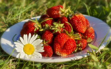Картинка еда клубника +земляника лето тарелка ягоды ромашка трава