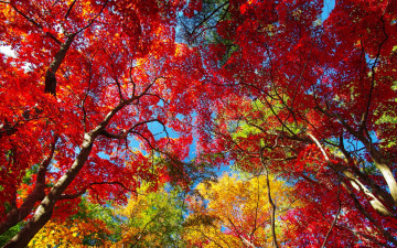 Картинка природа деревья багрянец осень небо крона листья