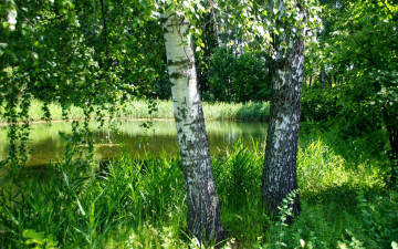 Картинка природа деревья березы пруд трава зелень лето