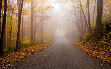 Картинка природа дороги осень лес