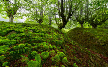 Картинка природа лес испания овраг деревья бискайя мох бук