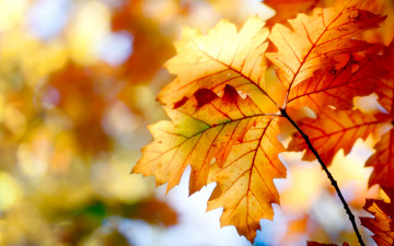 Картинка природа листья осень боке краски nature autumn leaves bokeh colors