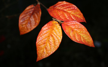 Картинка природа листья стебель листы жилки