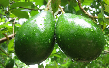 Картинка природа плоды ветка авокадо капли