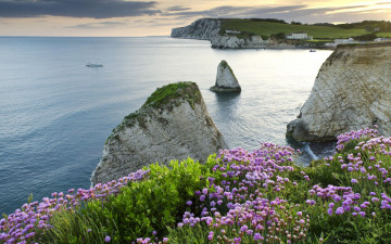 Картинка природа побережье пляж море скалы цветы рассвет
