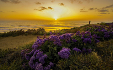 Картинка природа восходы закаты побережье закат океан калифорния тихий california pacific ocean цветы