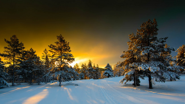 Обои картинки фото природа, зима, деревья, снег, тучи, свет