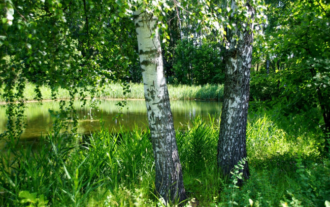 Обои картинки фото природа, деревья, березы, пруд, трава, зелень, лето