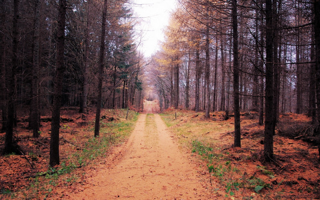 Обои картинки фото природа, дороги, лес, осень