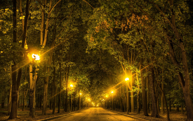 Обои картинки фото природа, парк, аллея, фонари, lomonosov, moscow, state, university, москва, россия, огни, ночь, деревья