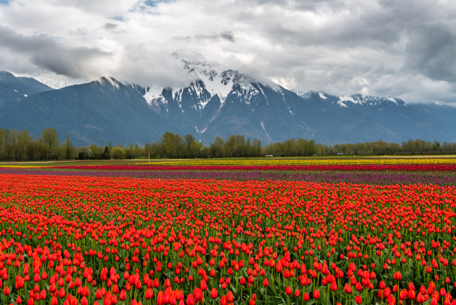 Обои картинки фото природа, поля, облака, снег, горы, цветы, поле, тюльпаны