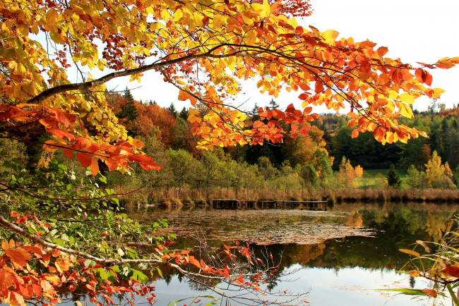 Обои картинки фото природа, реки, озера, осень, листья, ветка, озеро, лес, небо