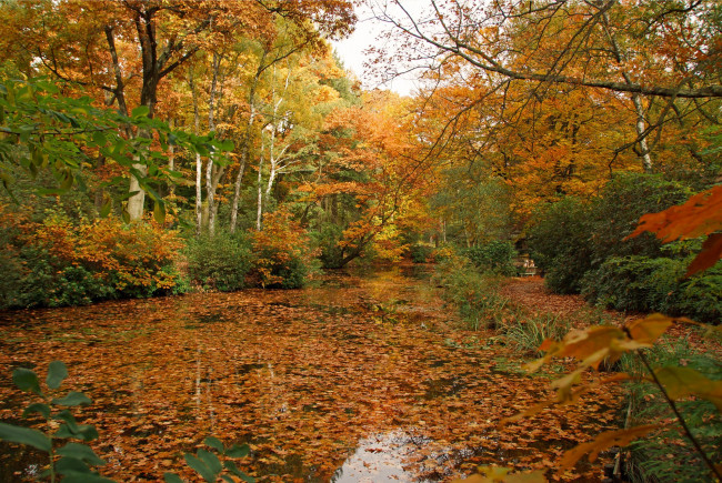 Обои картинки фото природа, парк, осень, листва, река, лес