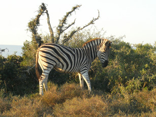 Картинка животные зебры растительность зебра пара две зелень кения дикая природа кусты африка парнокопытные