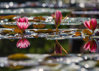 Картинка цветы лилии+водяные +нимфеи +кувшинки вода листья кувшинки шары