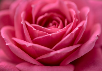 Картинка цветы розы бутон макро лепестки роза