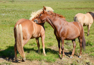 Картинка животные лошади животное handsome horse animal красавцы