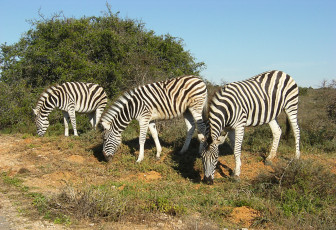 Картинка животные зебры дикая природа зелень кусты пара парнокопытные кения две зебра растительность африка