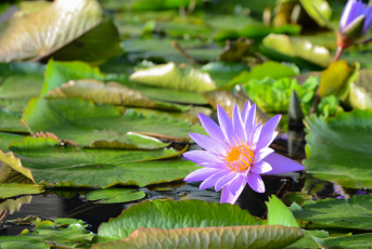 Картинка цветы лилии+водяные +нимфеи +кувшинки кувшинки шары листья вода