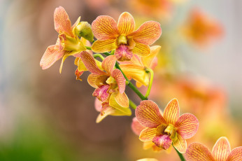 Картинка цветы орхидеи цветение orchids flowering flowers