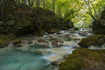 Картинка природа реки озера вода поток лес река