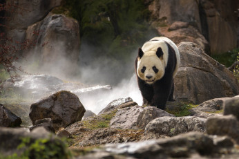 Картинка животные панды панда окрас шкура мишка животное
