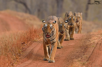 Картинка животные тигры амурский отдых кошка тигр