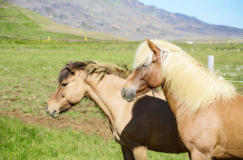 Картинка животные лошади handsome животное красавцы horse animal