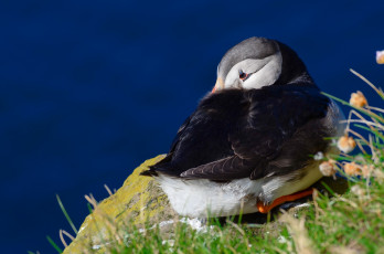 Картинка животные тупики цветы puffin атлантический блики профиль птица тупик