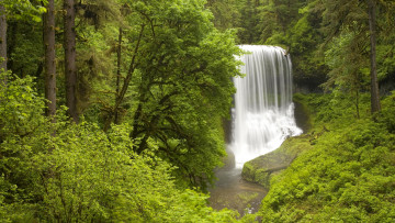 Картинка природа водопады водопад лес деревья кусты зелень